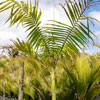 nikau
