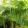 Kentia